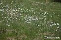 VBS_2556 - Fioritura Narcisi Castelnuovo Nigra 2022 e campi di papaveri rossi